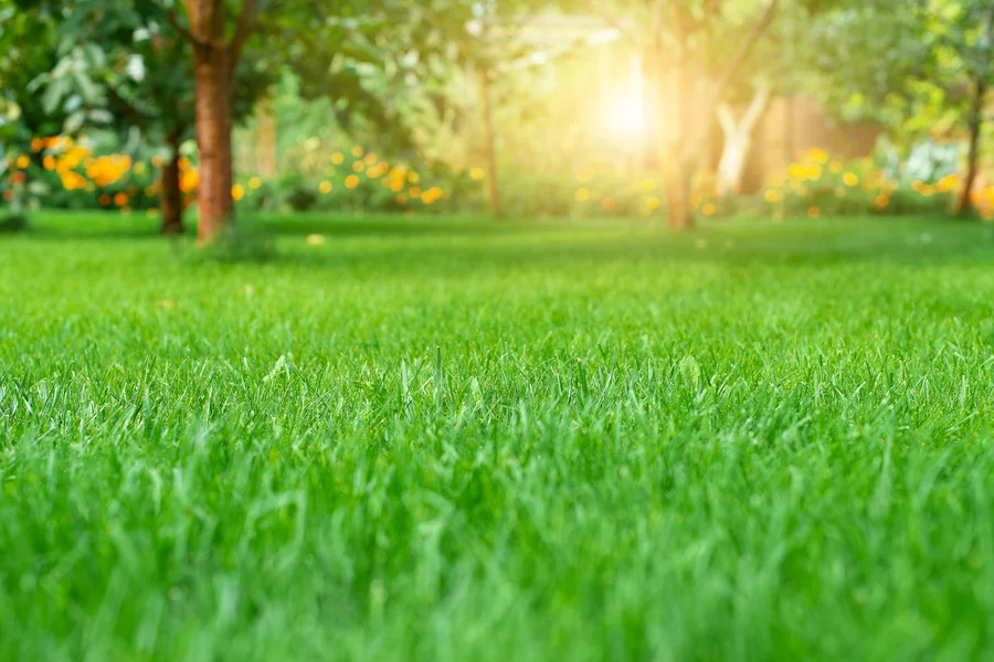 How To Fix Common Lawn Problems Quickly Hartselle, AL