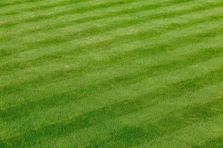 Top Lawn Care Trends Shaping The Landscaping Industry Hartselle, AL
